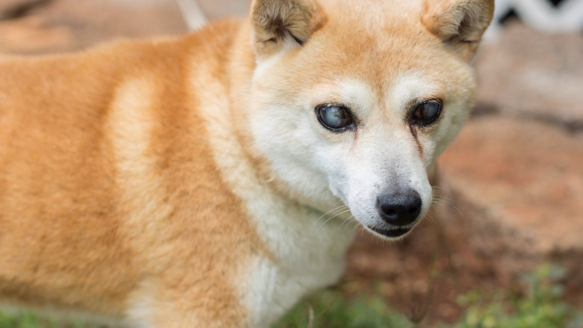 Сиба ину щенок белый