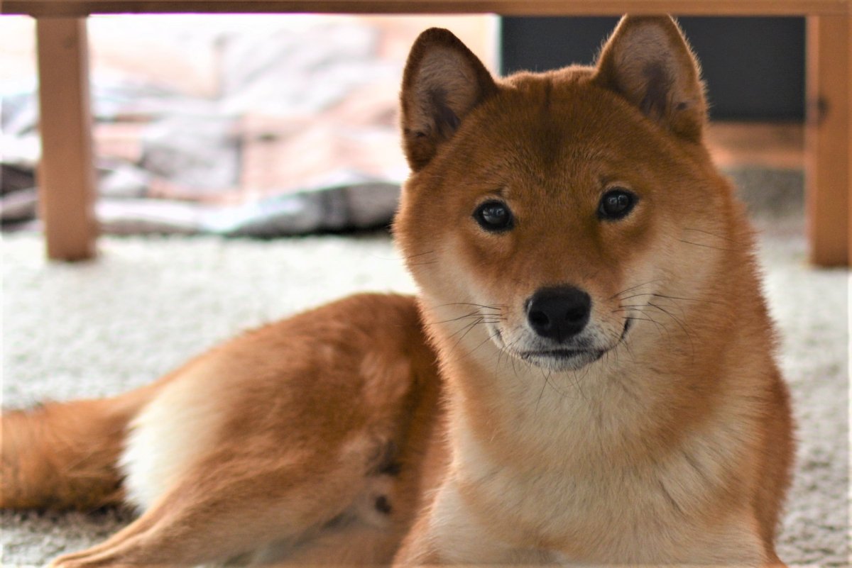 Порода собаки сиба Нита