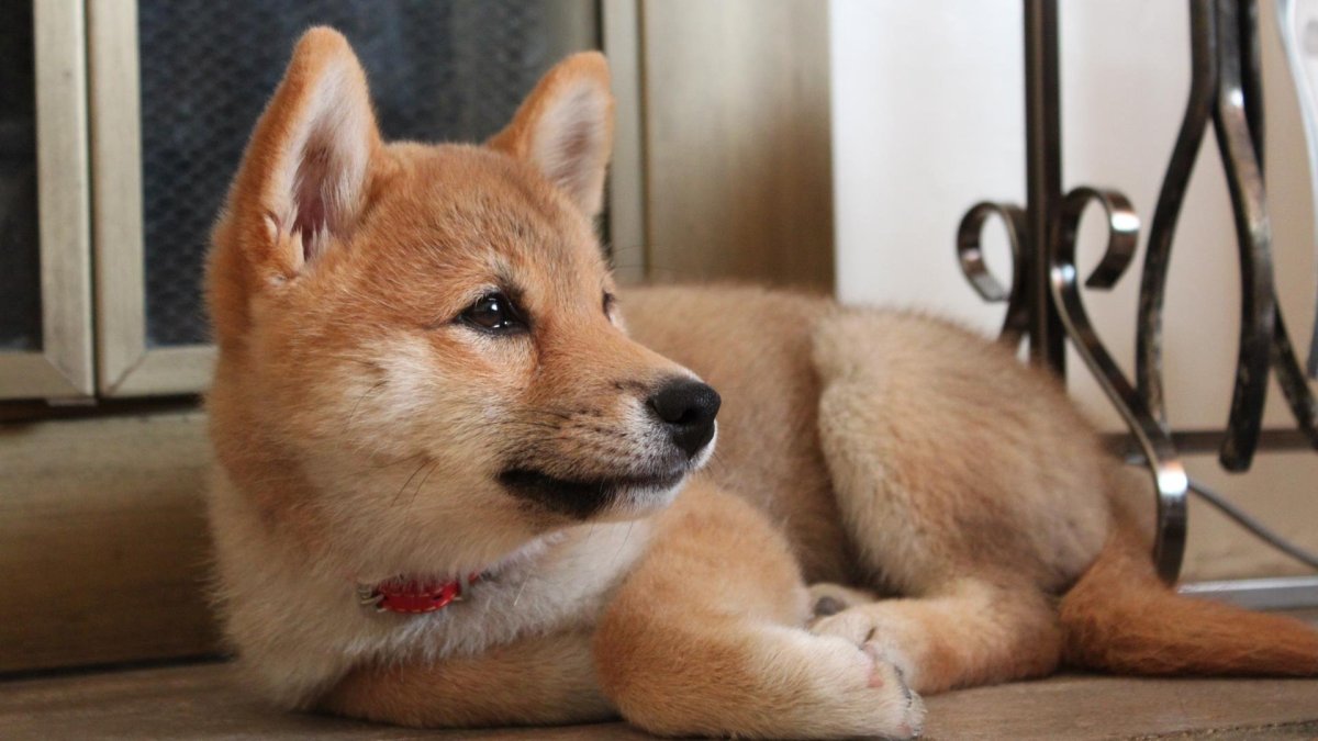 Сиба ину щенок