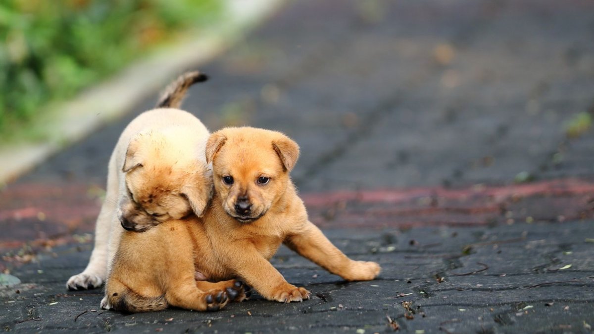 Дружные Веселые щенки