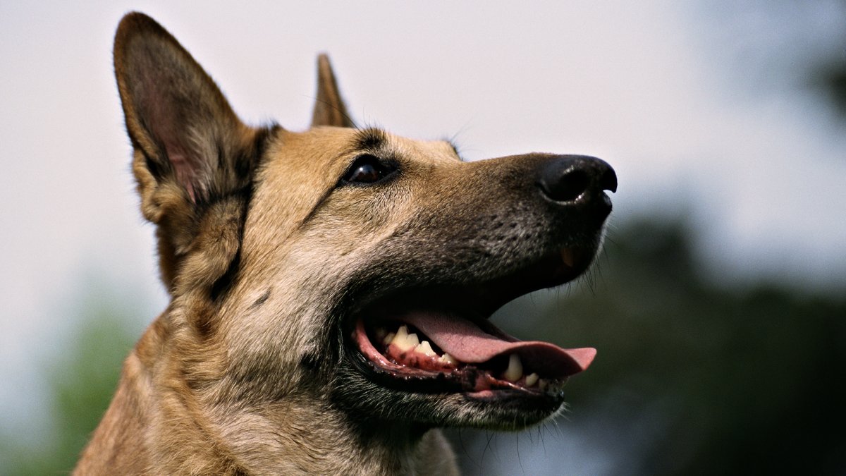 Бойцовская овчарка