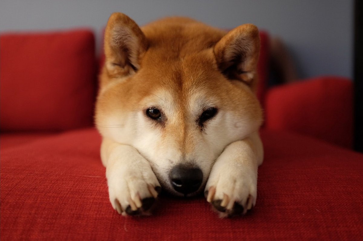 Акита ину морда