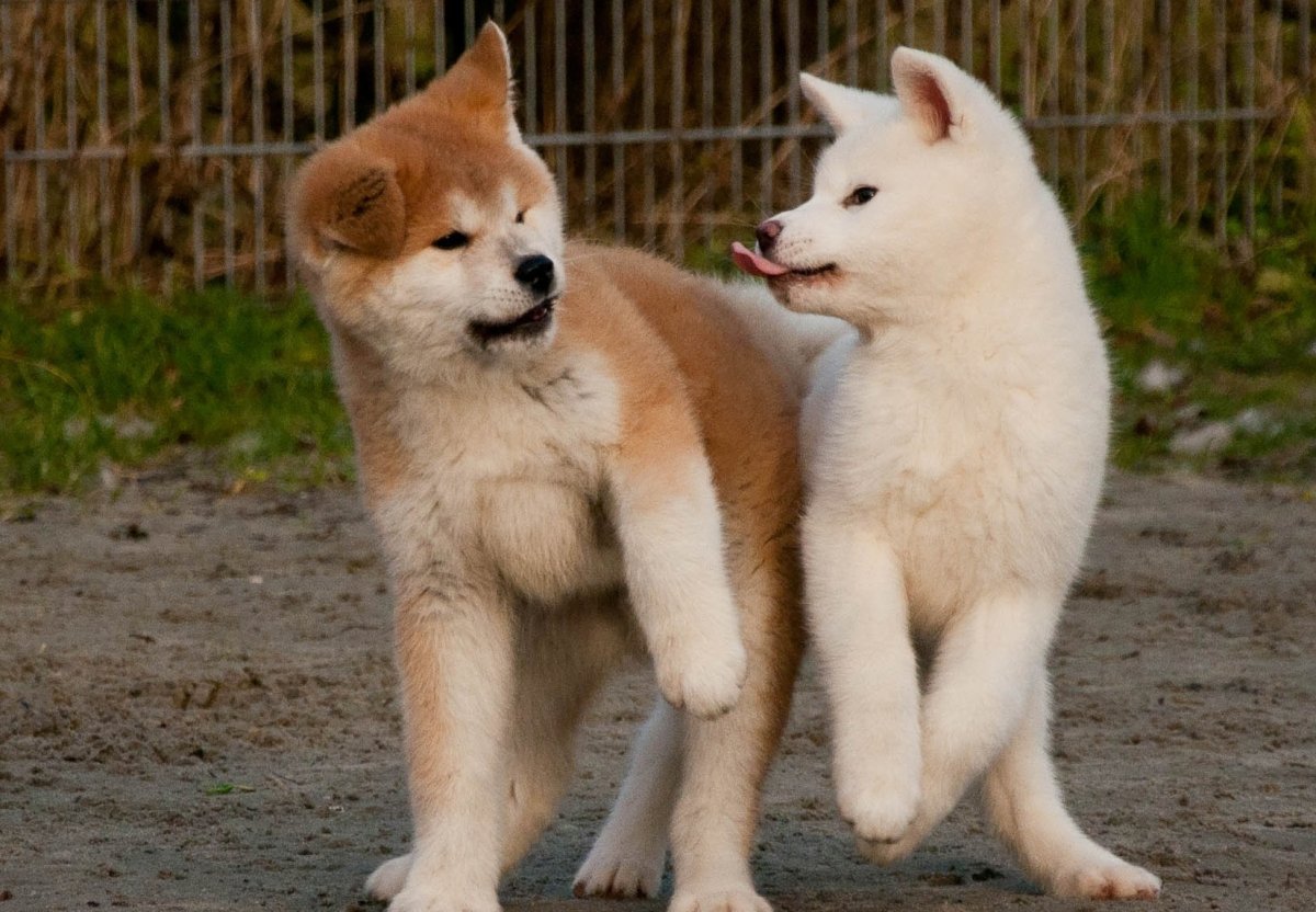 2 Акита ину