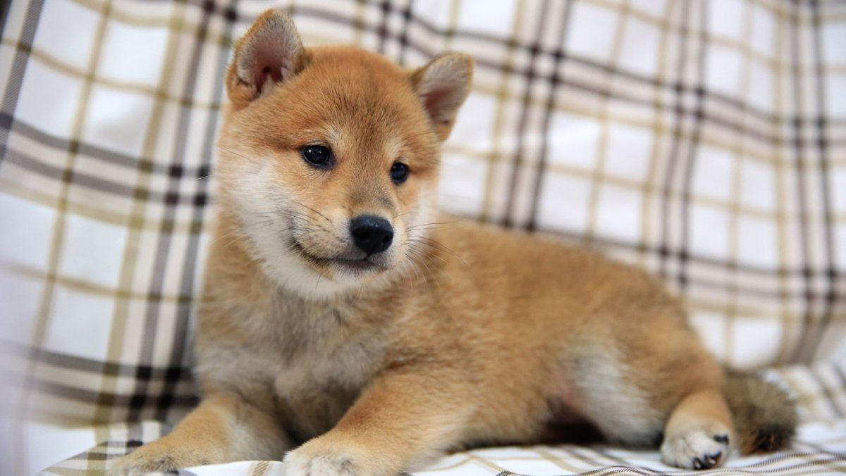 Сиба ину мини