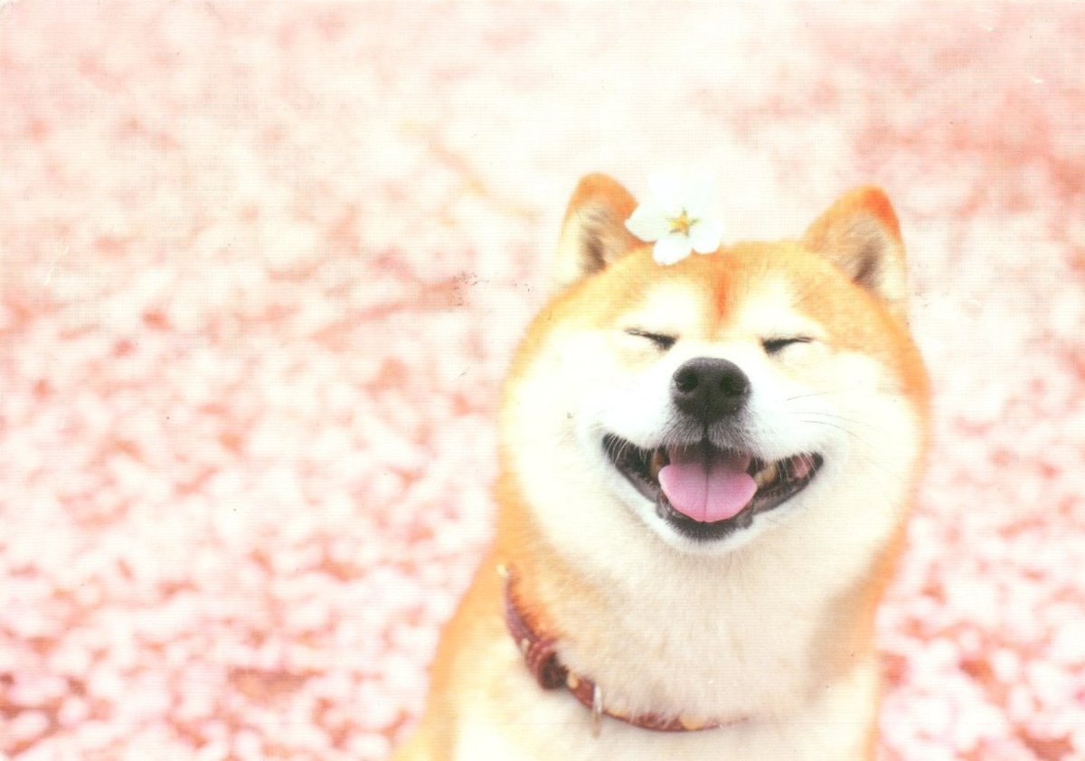 Сиба ину и Сакура