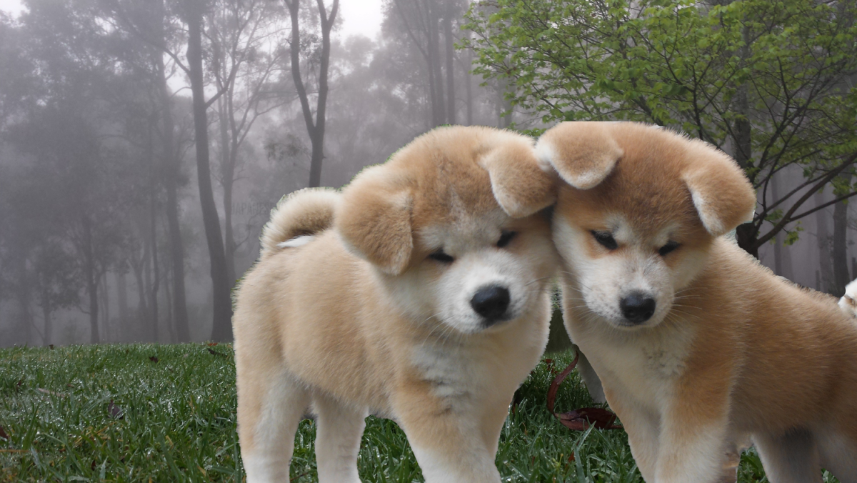 Мини Хатико Акита-ину