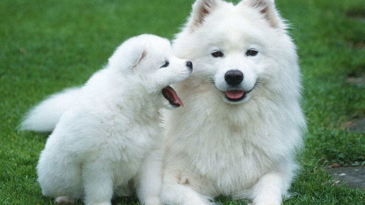 Самоедская лайка