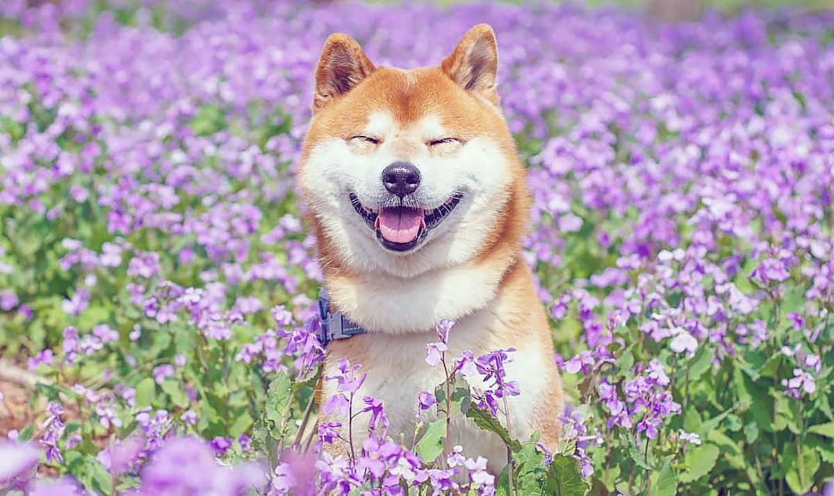 Сиба ину в цветах