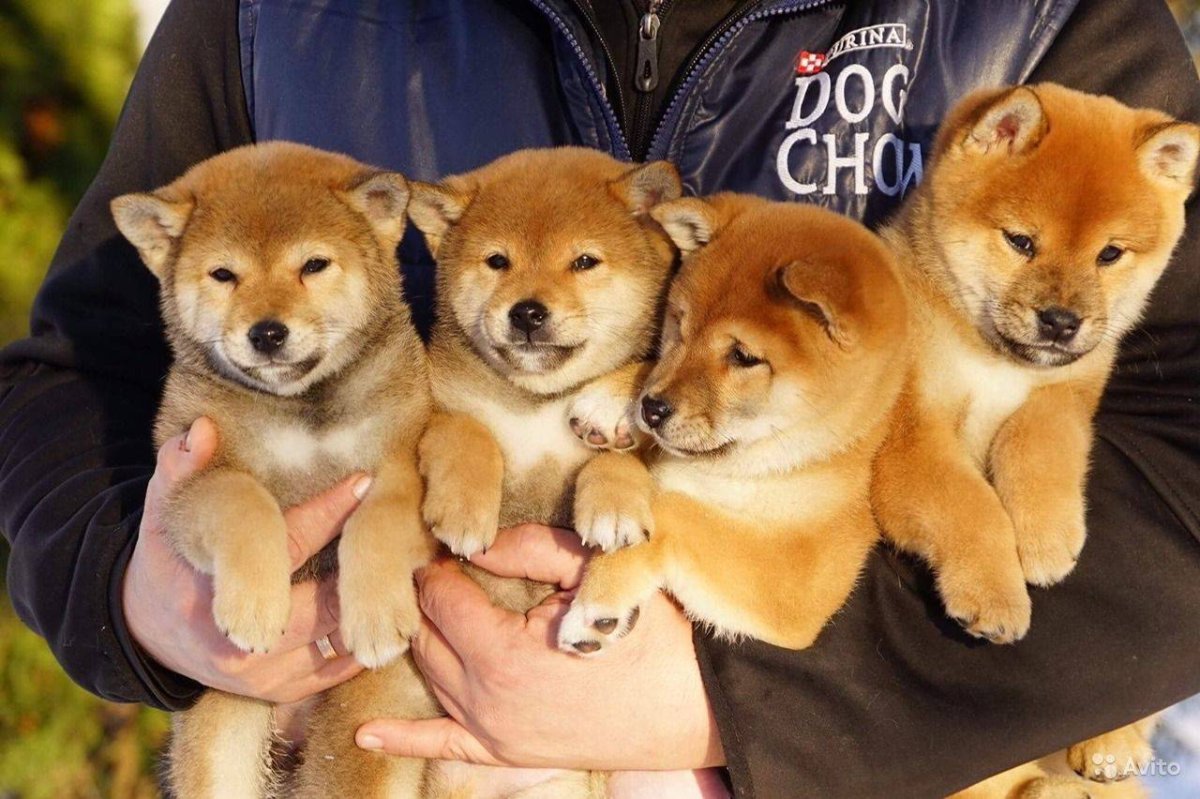 Сиба-ину и Акита