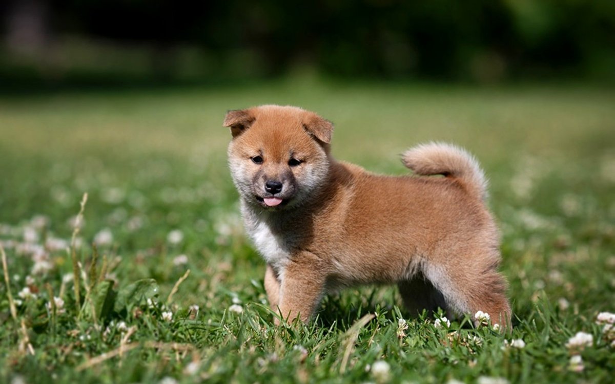 Сиба ину щенок