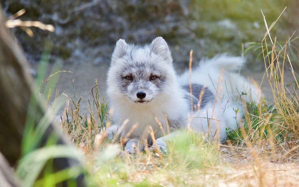 Платиновая крестовка лиса