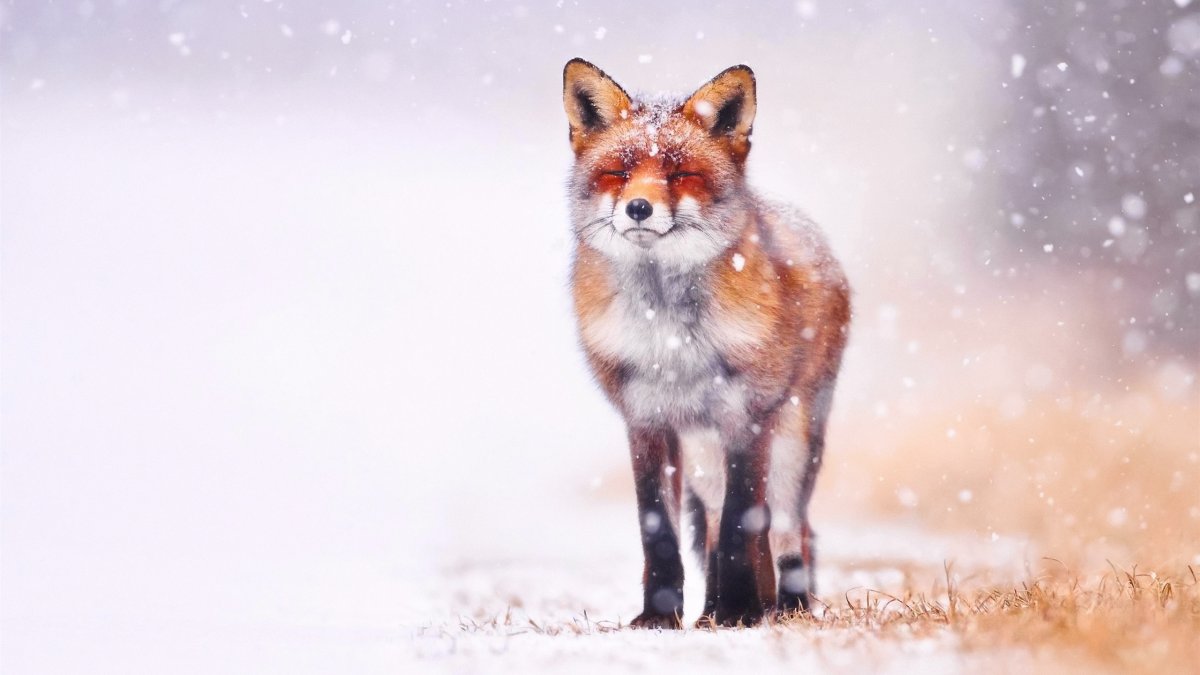 Чернобурая лисица Эстетика