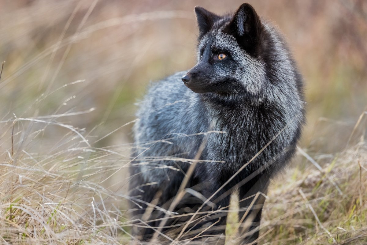 Чернобурая лисица зимой