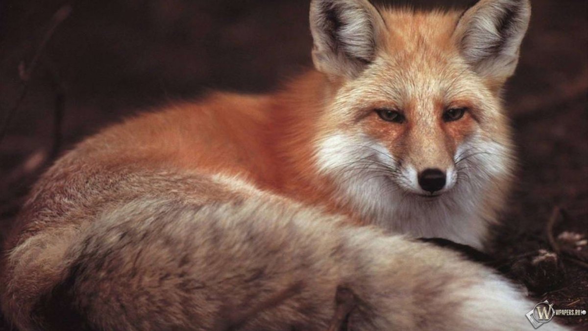 Зима животные