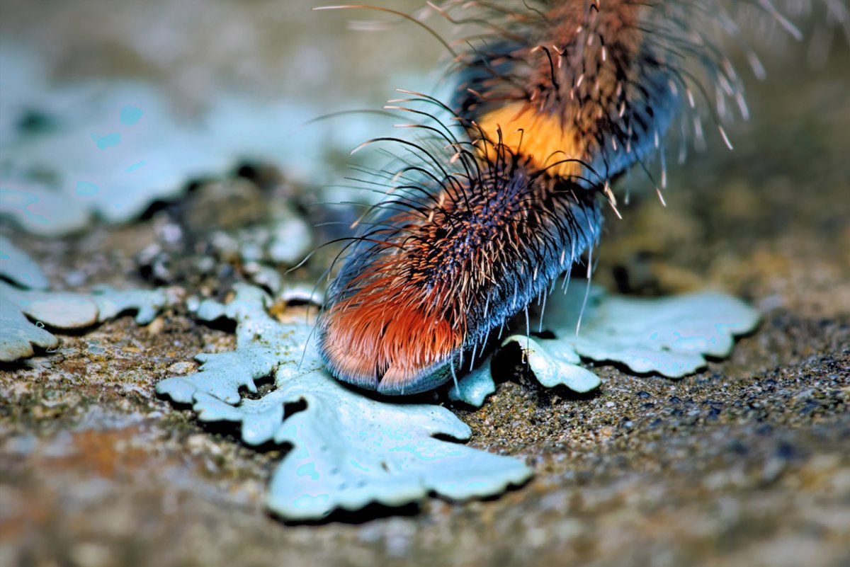 Паучьи лапки