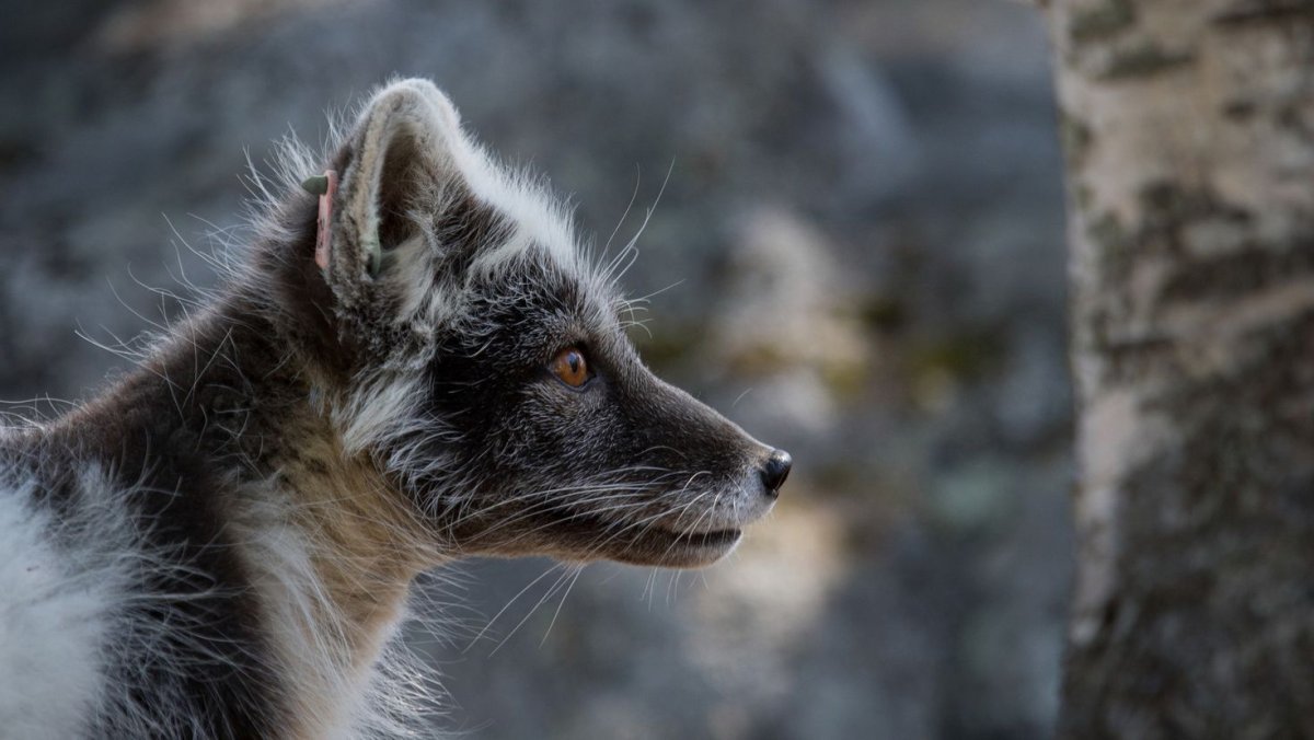 Лиса чернобурка в дикой природе