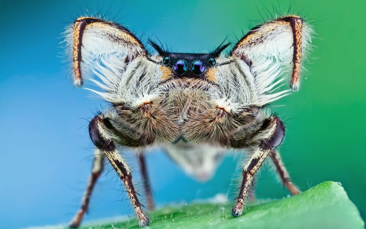 Милые насекомые