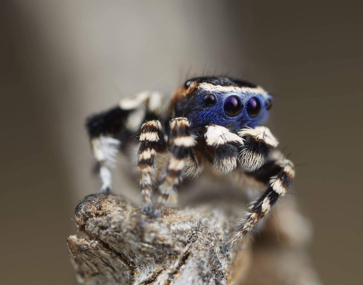 Sphaerocoris annulus