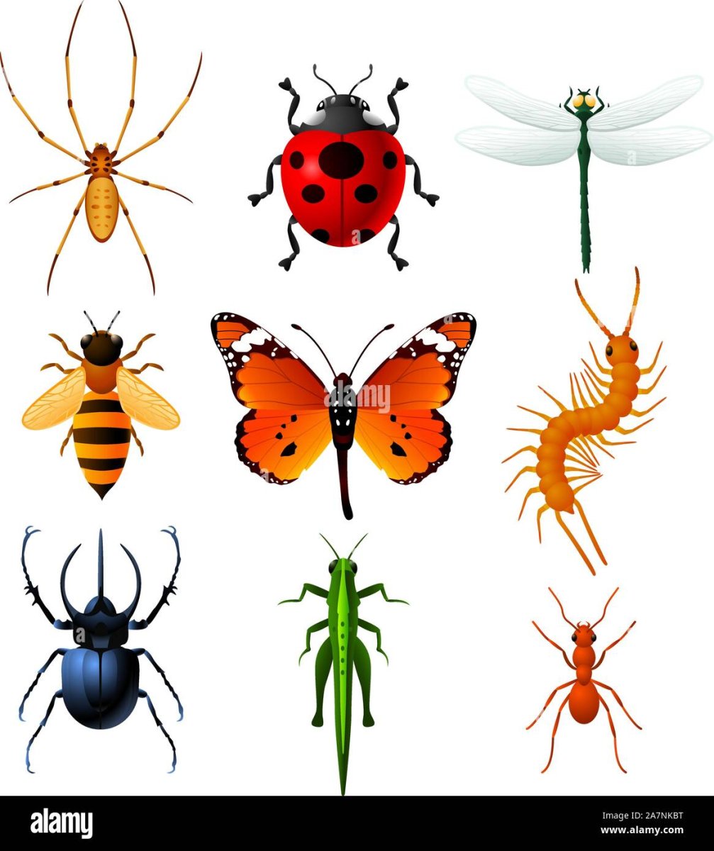 Паук-Павлин (Maratus volans)