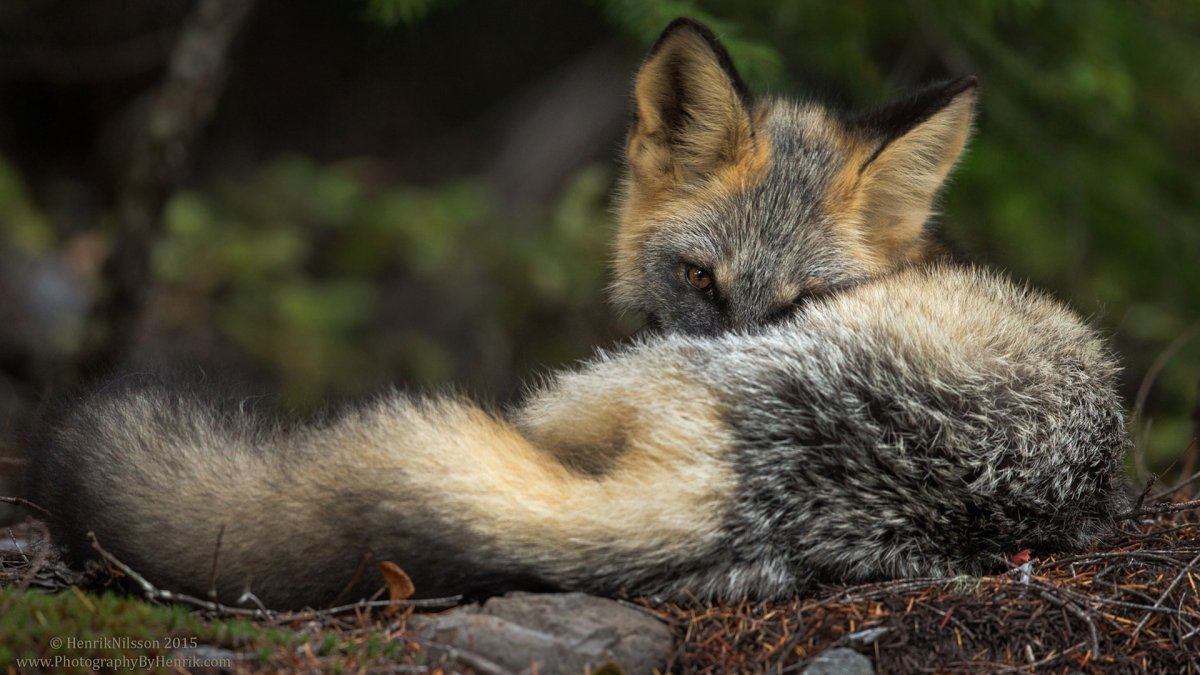 Тибетская лисица 1920 1080