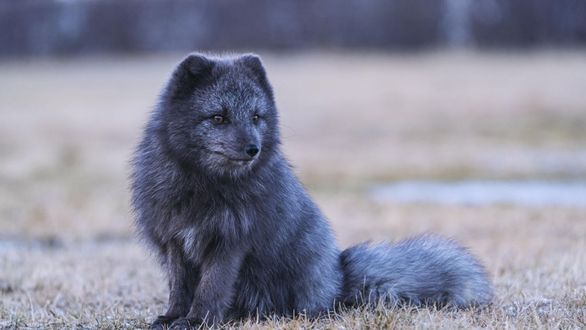 Чернобурая лиса чернобурая лиса