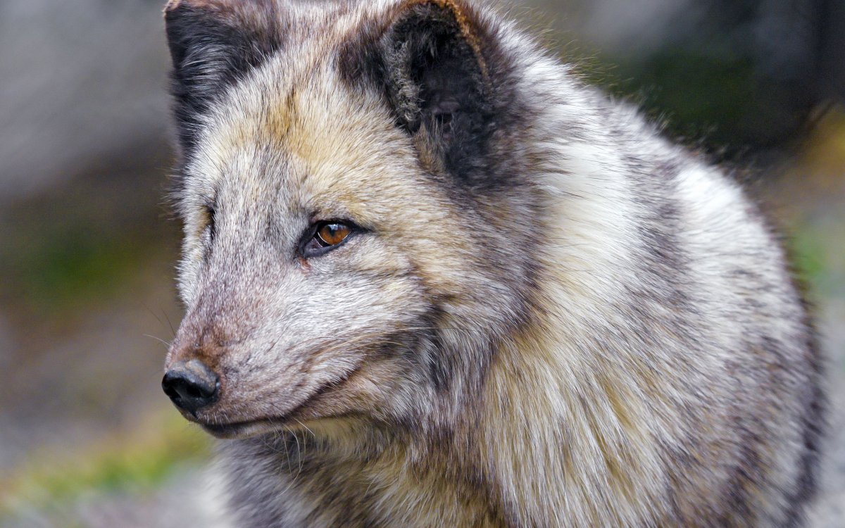 Серебристо черные лисы