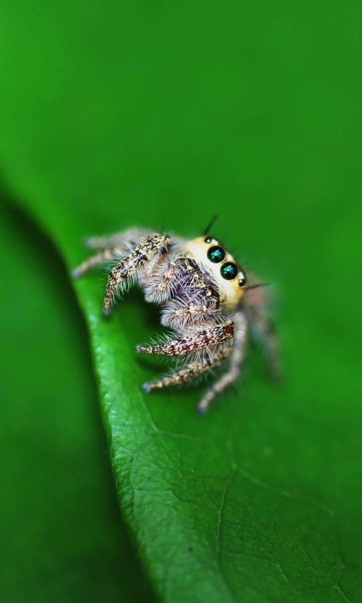 Пушистые лапки пауков