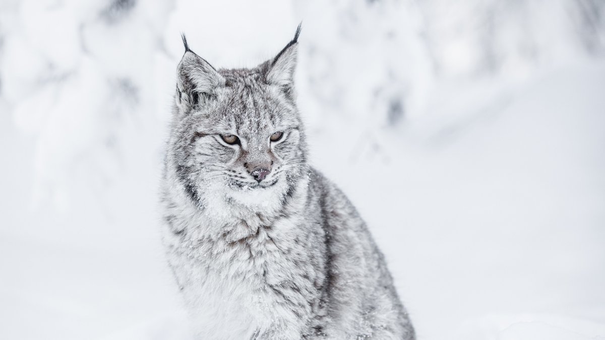 Волк с красными глазами