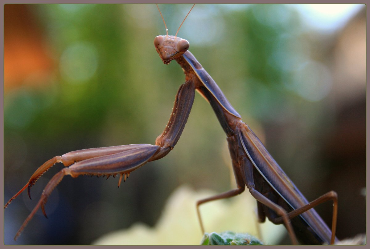 Лапки насекомых