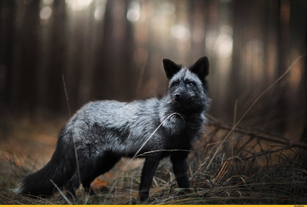 Песец псовые