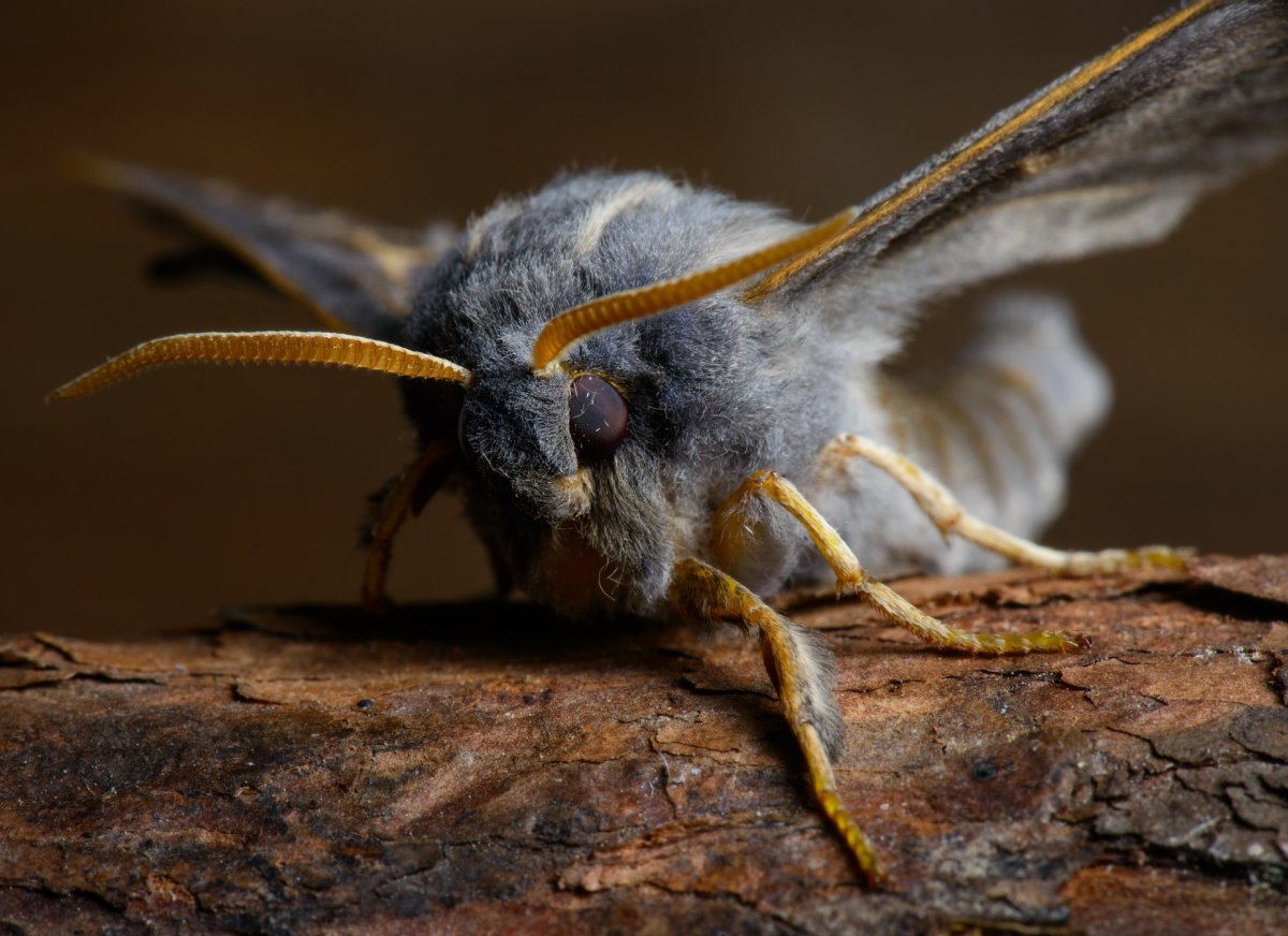 Майский хрущ усики