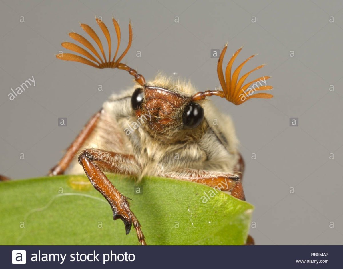 Мохнатый коричневый паук