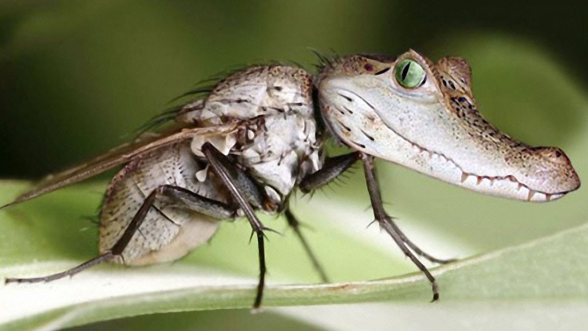 Лапки паука птицееда