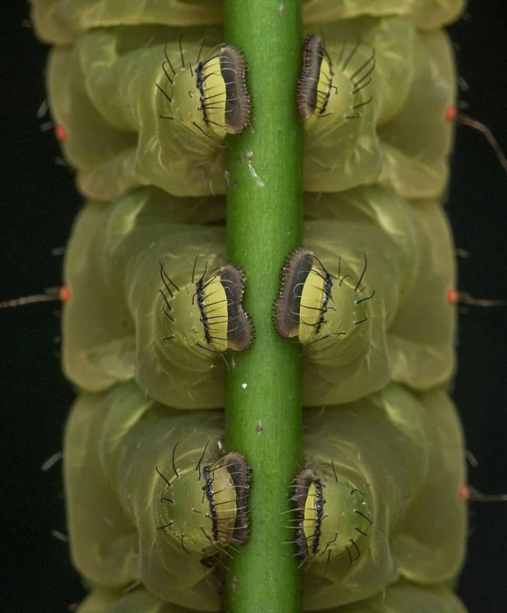 Австралийская якана