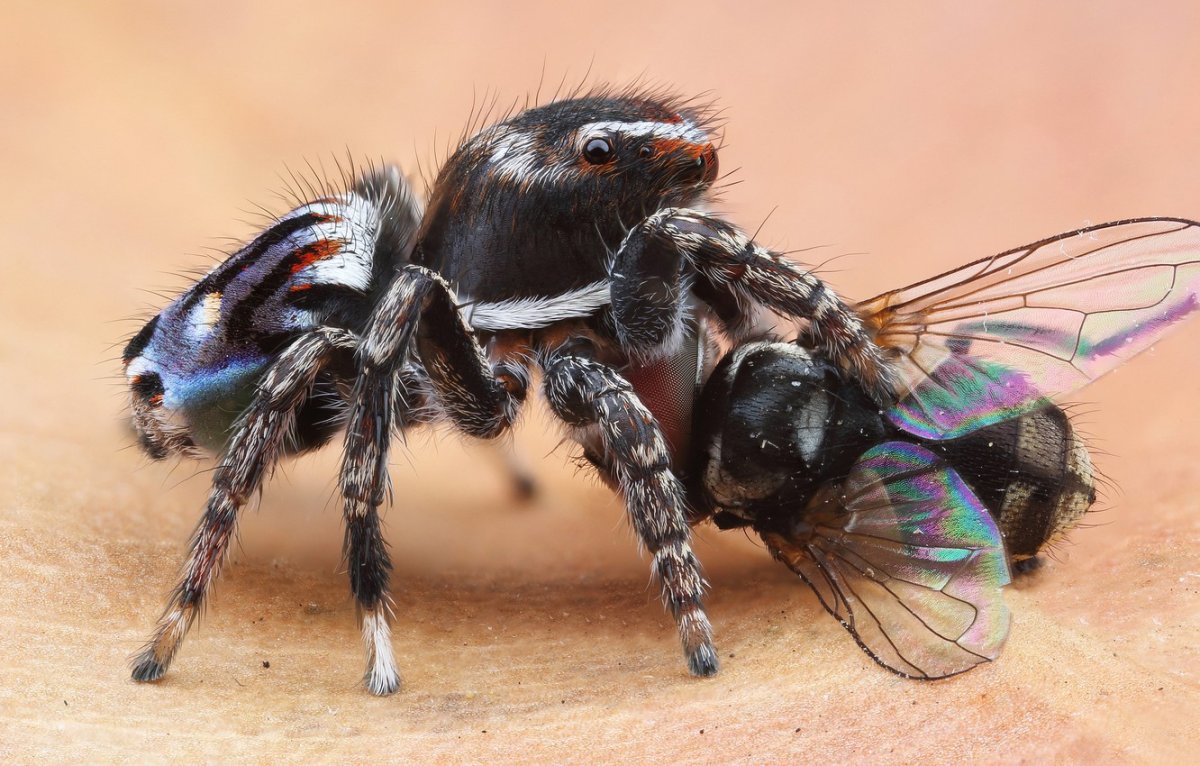 Паучьи лапки