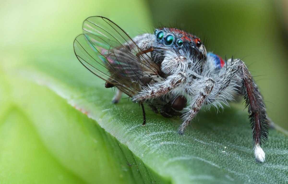 Макросъемка пауков