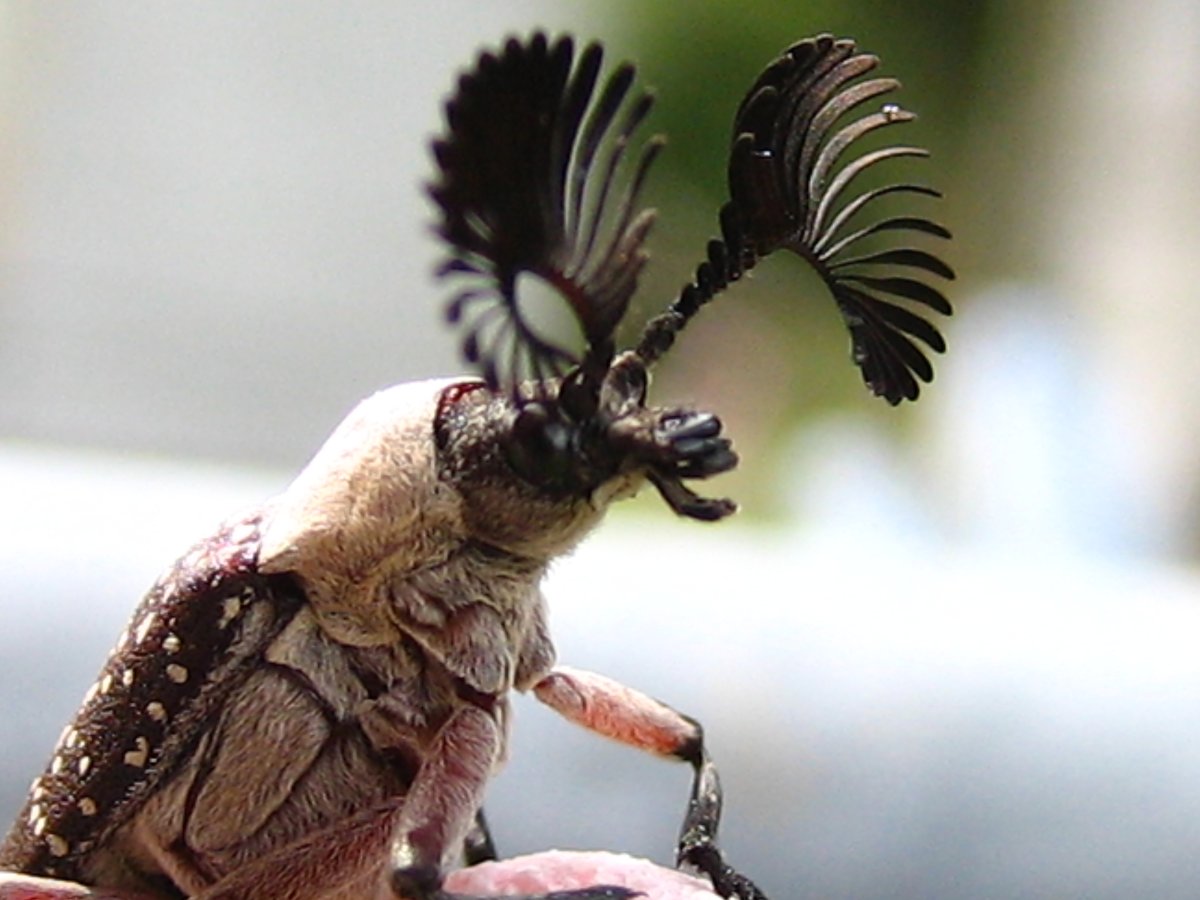 Бражник гусеница голубая