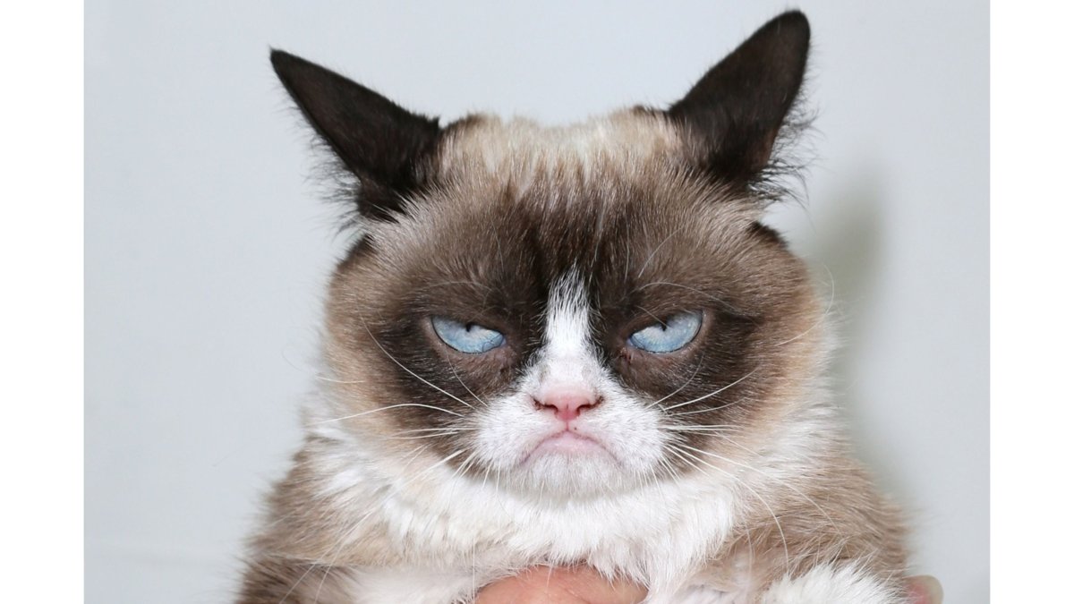 Недовольный кот Grumpy Cat