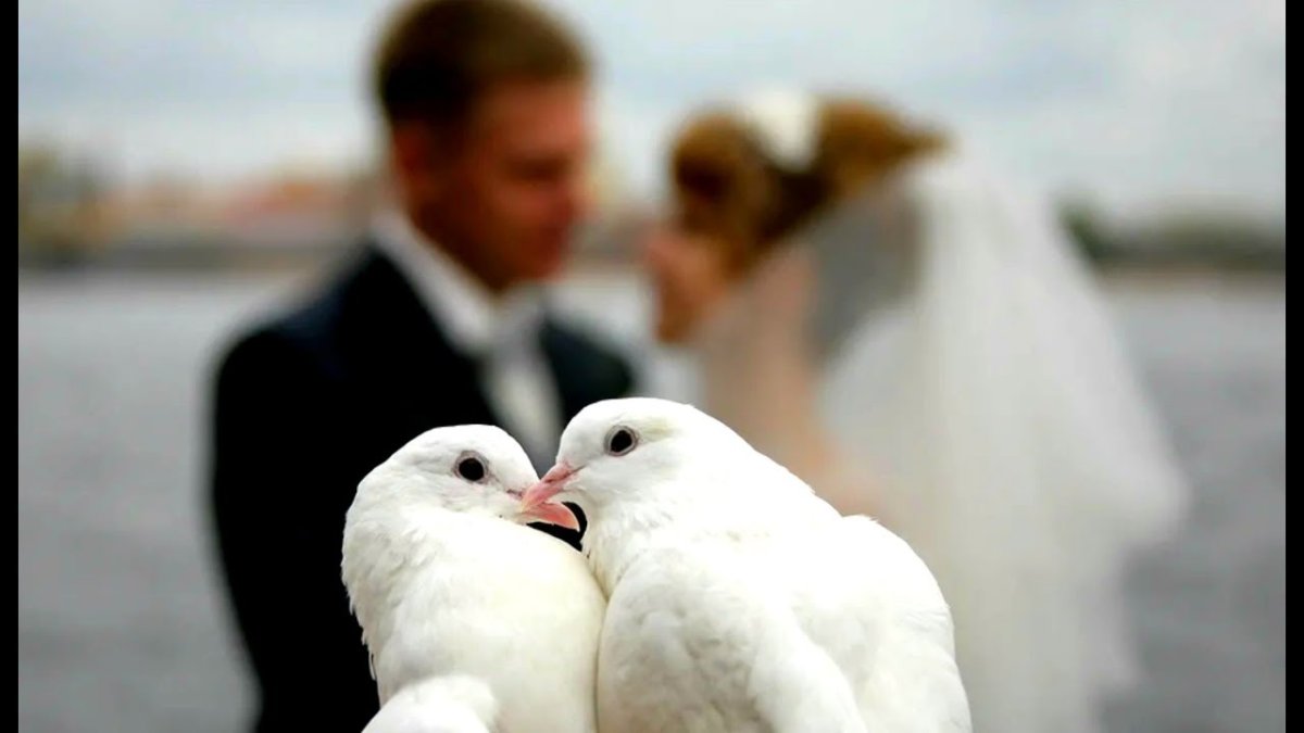 Любовь и голуби