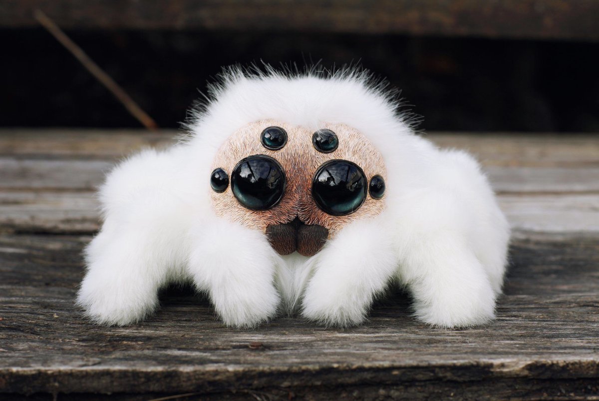 Сколопендра раскраска