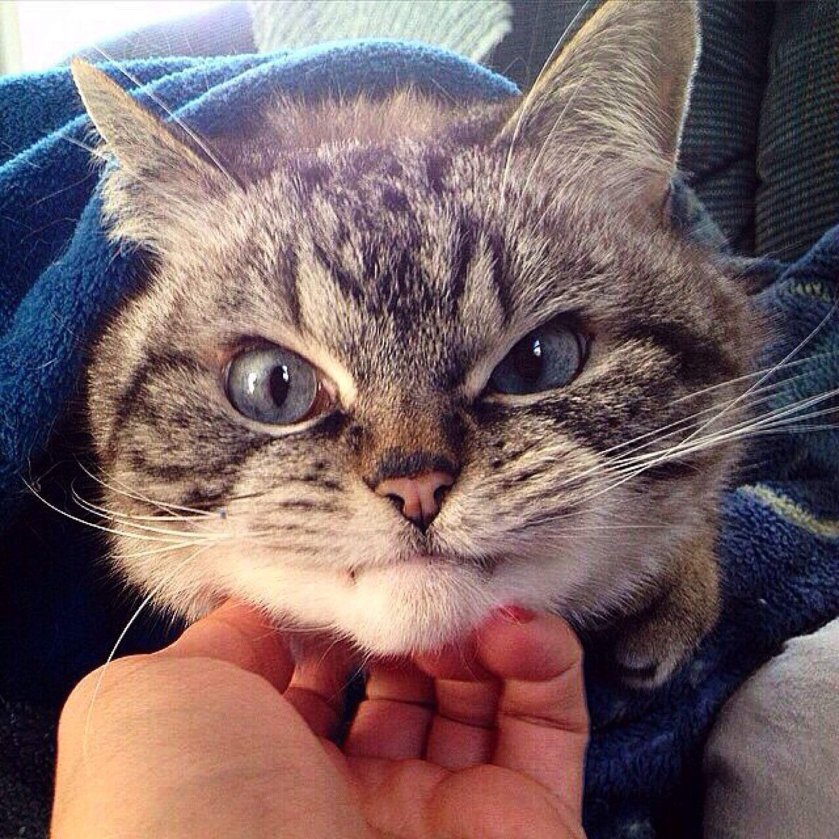 Милые злые котики