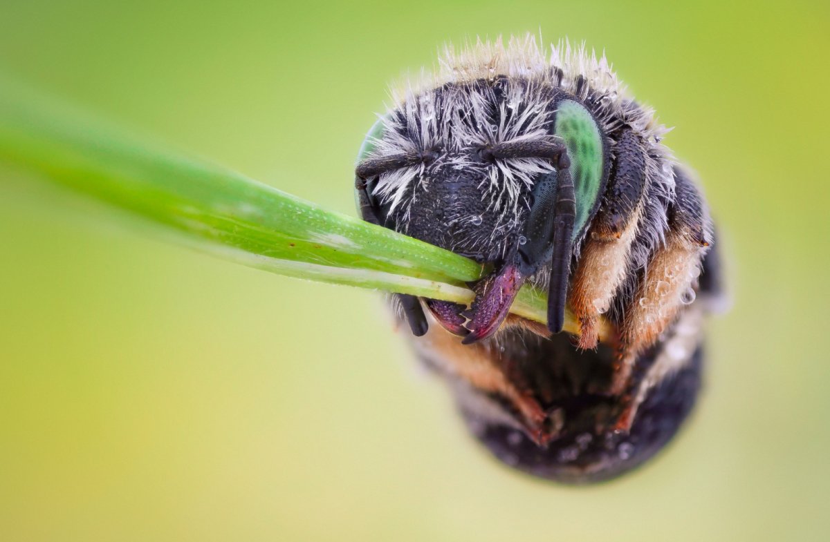 Жуки, пауки, букашки.