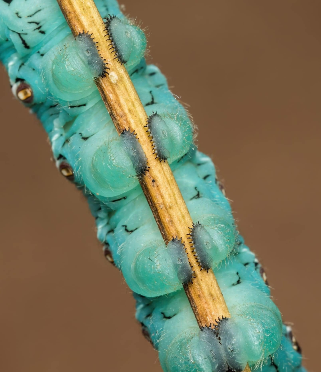 Геккон эублефар лапы