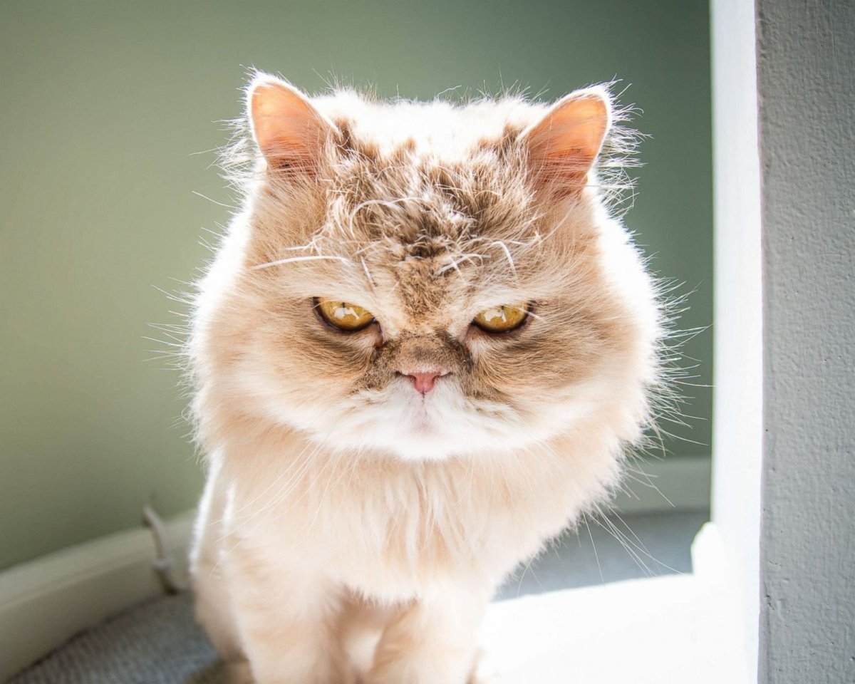 Злой милый кот