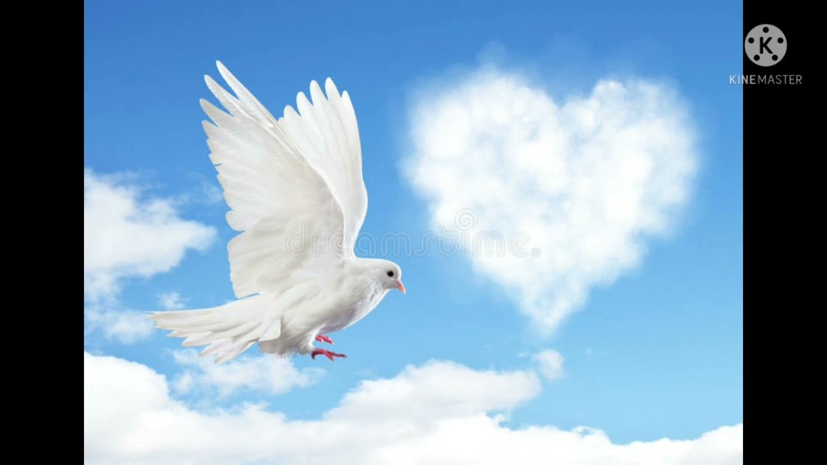 Белый голубь в облаках