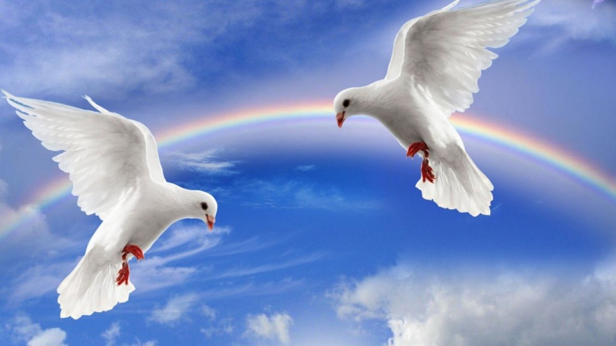 Два голубя в небе