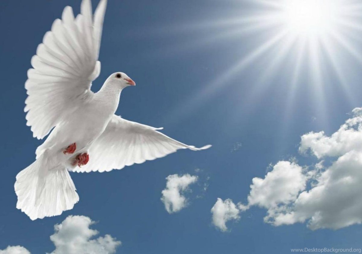 Голуби в небе