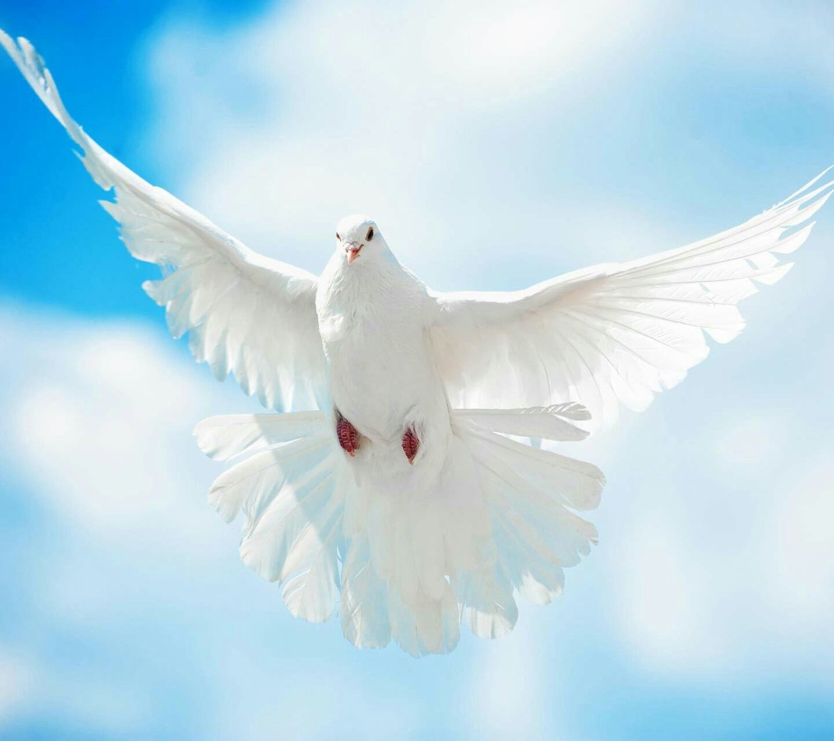 Белые птицы в небе