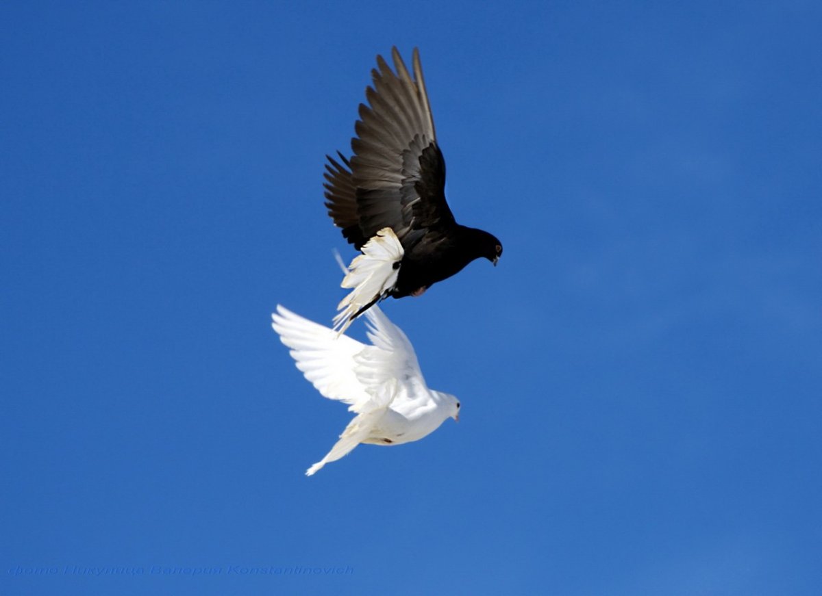 Черный голубь