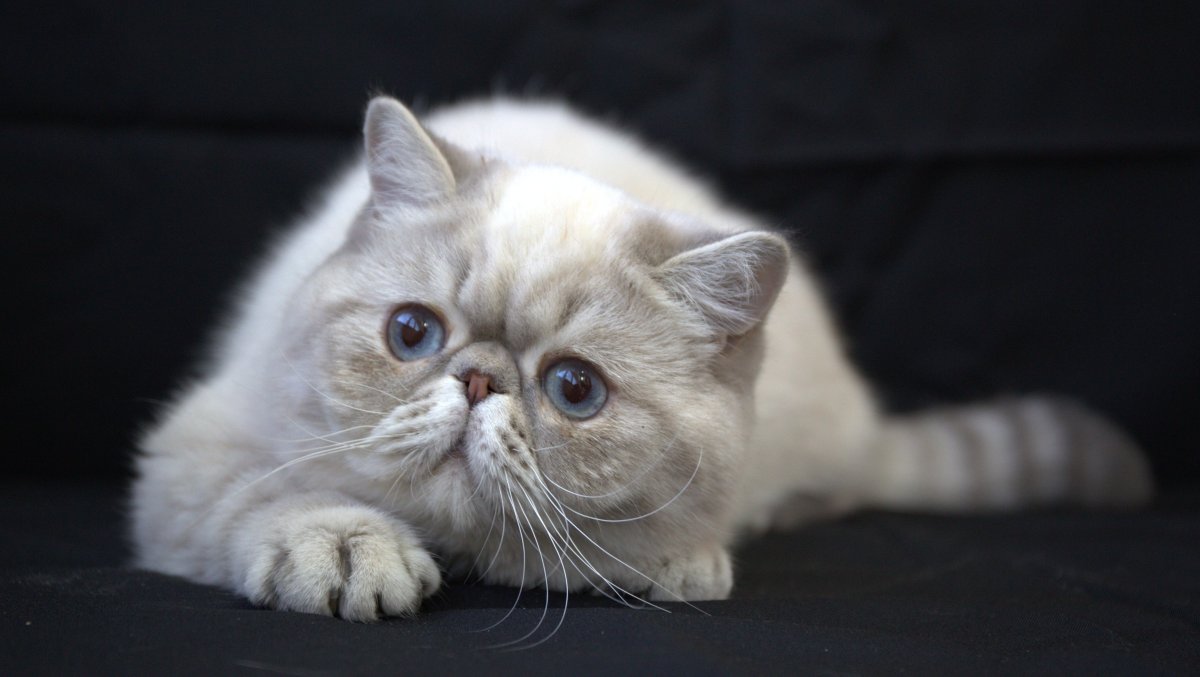 Вислоухий экзот Манчкин